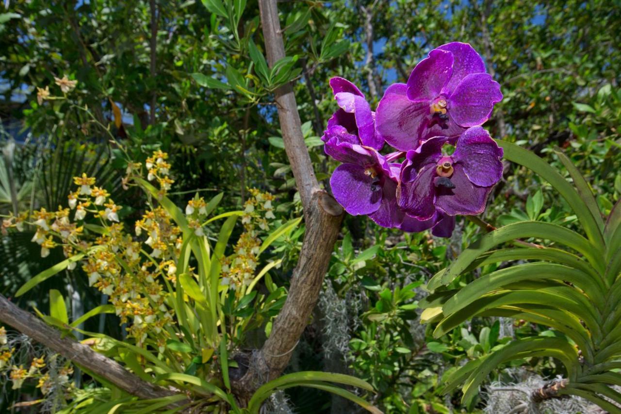 Paradise Found Cayo Hueso A111 Exterior foto