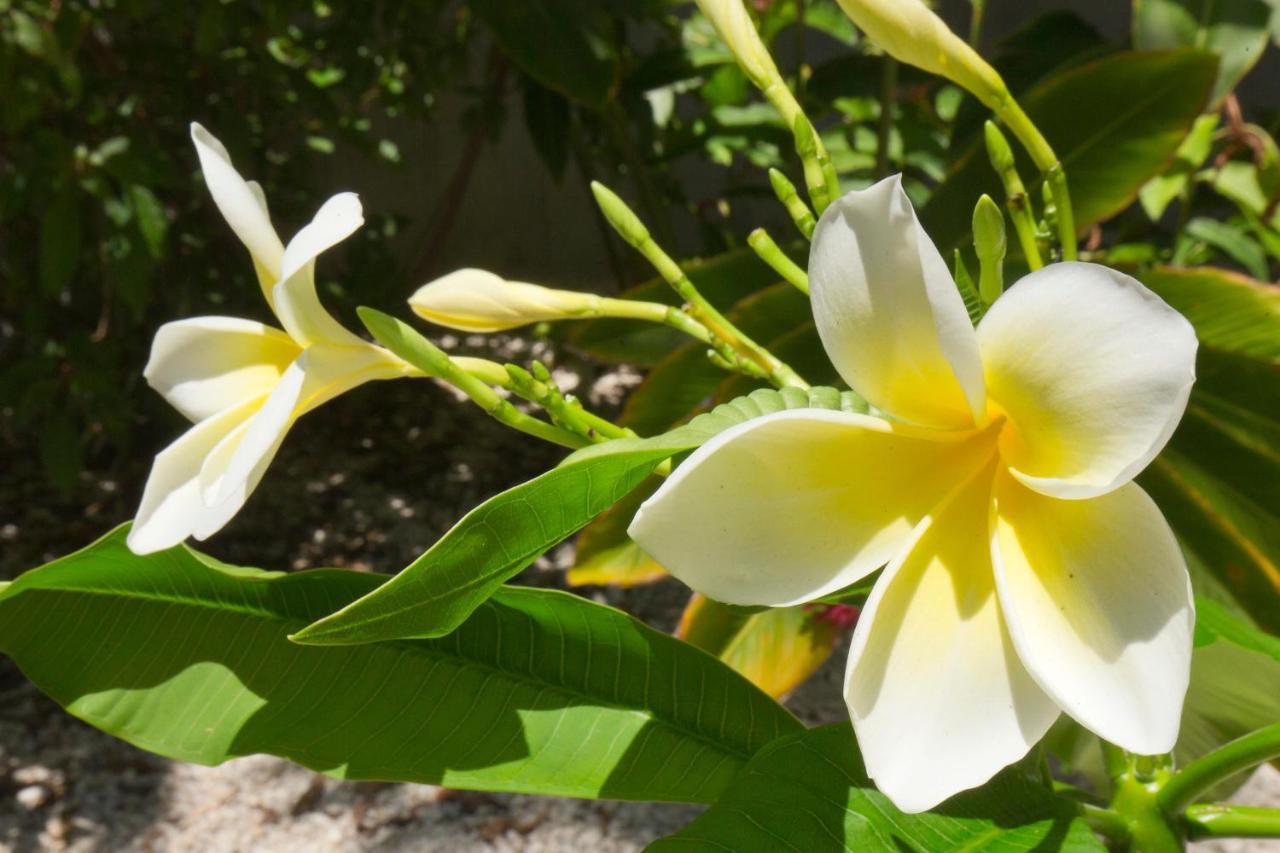 Paradise Found Cayo Hueso A111 Exterior foto